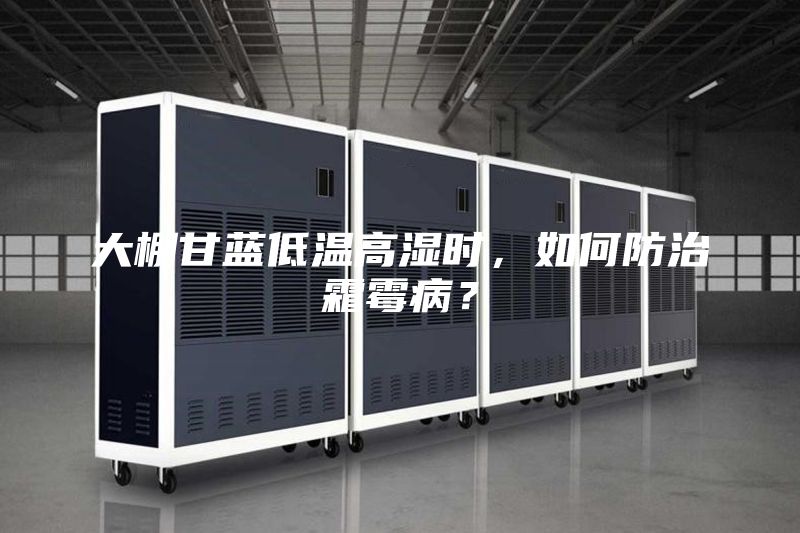 大棚甘藍低溫高濕時，如何防治霜霉??？